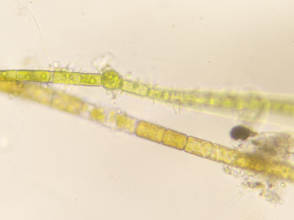 filamento alga con cisti